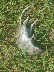 Peromyscus gossypinus