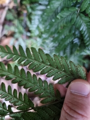 Lastreopsis marginans