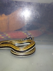 Xenochrophis vittatus