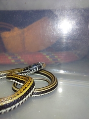 Xenochrophis vittatus
