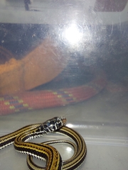 Xenochrophis vittatus