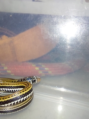 Xenochrophis vittatus