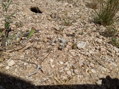 Stylocline micropoides