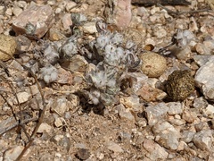 Stylocline micropoides