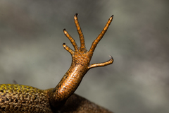 Oligosoma inconspicuum