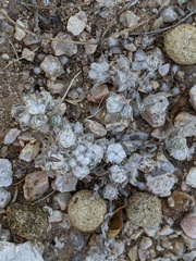 Stylocline micropoides