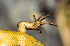 Oligosoma inconspicuum