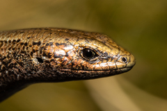 Oligosoma inconspicuum