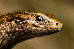 Oligosoma inconspicuum