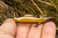 Oligosoma inconspicuum