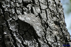Ageroniini