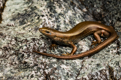 Oligosoma inconspicuum