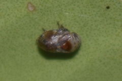 Clastoptera undulata