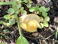 Cepaea nemoralis