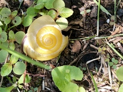 Cepaea nemoralis