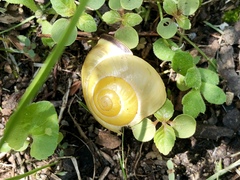 Cepaea nemoralis