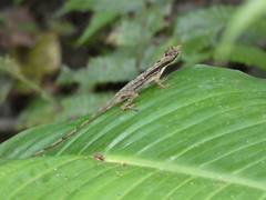 Anolis lemurinus