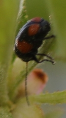 Cryptocephalus quadruplex