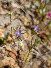 Githopsis specularioides