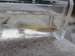 Notropis longirostris