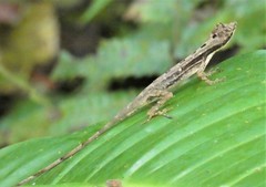 Anolis lemurinus