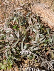 Horkelia tridentata