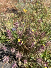 Triphysaria eriantha