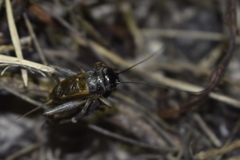 Gryllus bermudensis