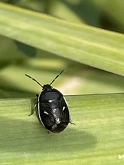 Adomerus triguttulus