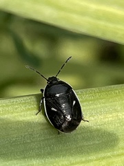 Adomerus triguttulus