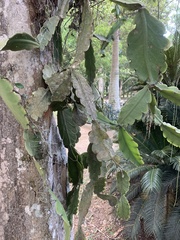 Rhipsalis pachyptera