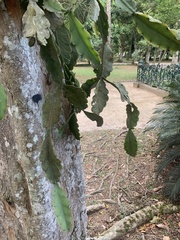 Rhipsalis pachyptera