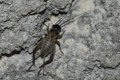 Gryllus bermudensis