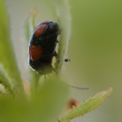 Cryptocephalus quadruplex