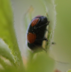 Cryptocephalus quadruplex