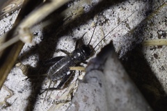 Gryllus bermudensis