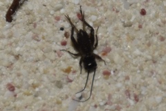 Gryllus bermudensis