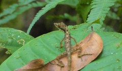 Anolis lemurinus