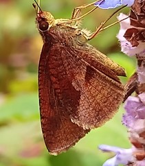 Synapte salenus