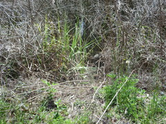 Sylvilagus palustris