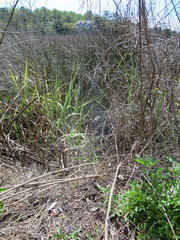 Sylvilagus palustris