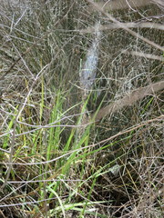 Sylvilagus palustris