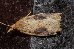 Apoctena conditana