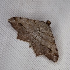 Macaria multilineata