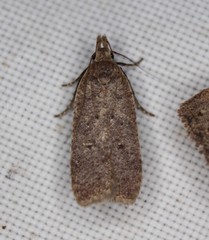 Dichomeris ventrellus