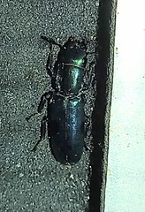 Temnoscheila virescens