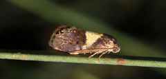 Eupselia tristephana