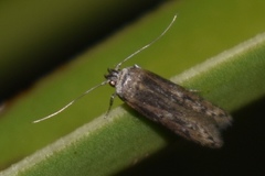 Asaphocrita