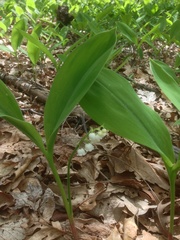 Convallaria pseudomajalis