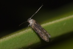 Asaphocrita